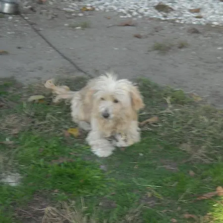 招待所 Le Campane 费拉拉